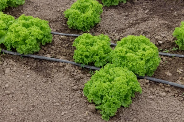 green-lettuce-grow-in-the-greenhouse-with-drip-irr-2022-05-09-00-19-43-utc